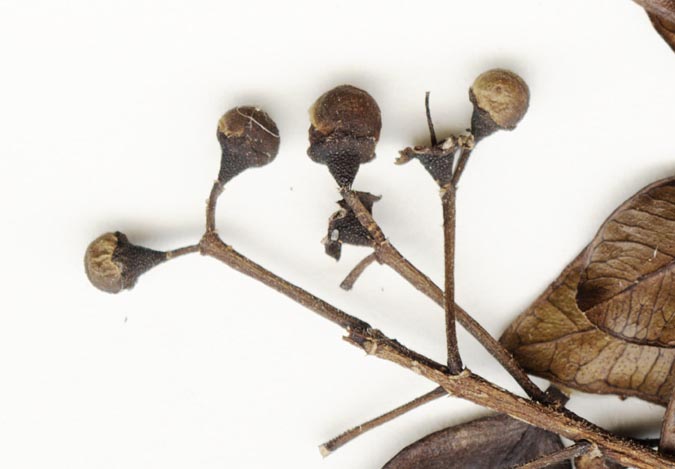 Psidium pedicellatum image
