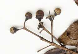 Image of Psidium pedicellatum