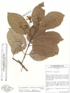 Image of Campomanesia dichotoma