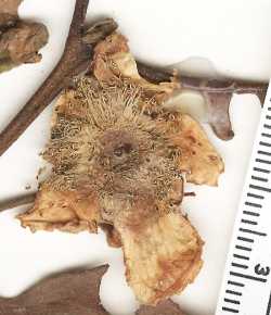 Image of Campomanesia speciosa