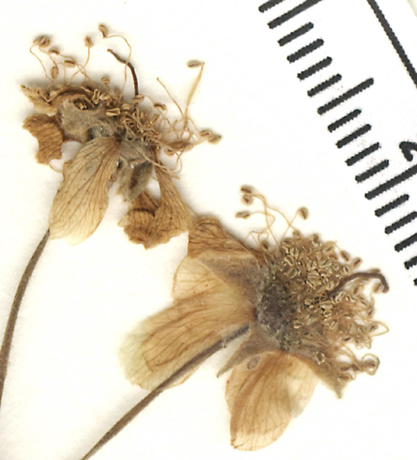 Campomanesia velutina image