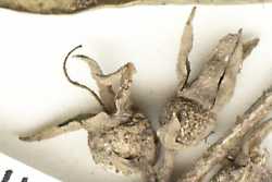 Image of Myrceugenia brevipedicellata
