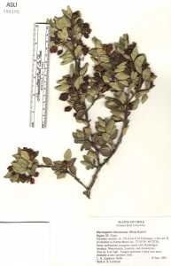 Image of Myrceugenia chrysocarpa