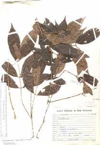 Campomanesia laurifolia image