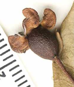 Psidium schenckianum image