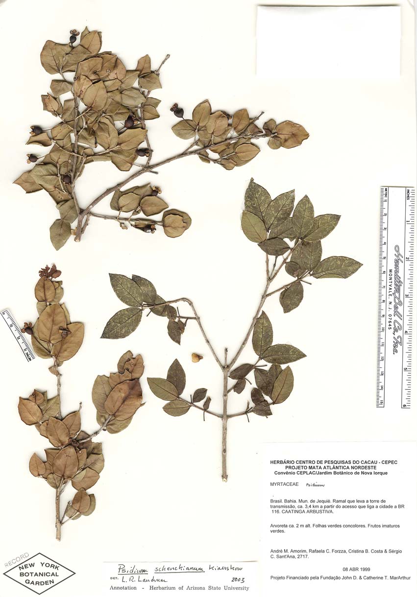 Psidium schenckianum image