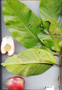 Image of Syzygium malaccense