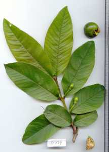 Psidium guajava image