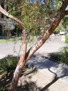 Eucalyptus salubris image