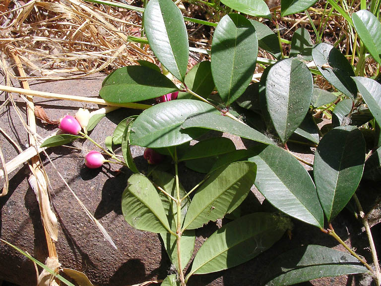 Syzygium image