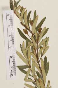 Myrceugenia pinifolia image