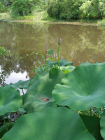 Nelumbo nucifera image