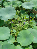 Nelumbo nucifera image