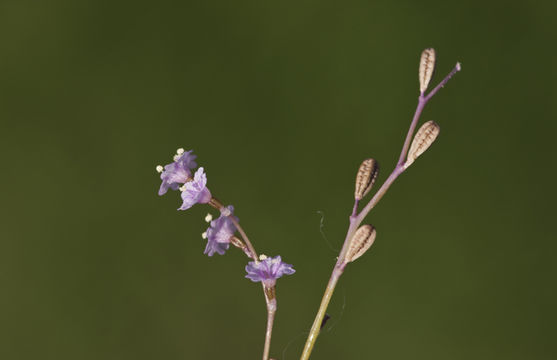 Boerhavia torreyana image