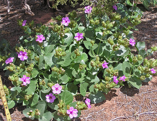 Mirabilis multiflora var. glandulosa image