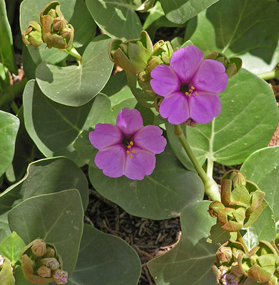 Mirabilis multiflora var. glandulosa image