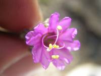 Mirabilis albida image