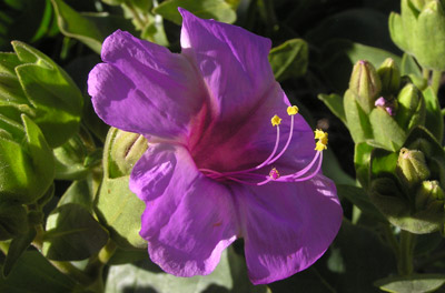 Mirabilis multiflora var. glandulosa image