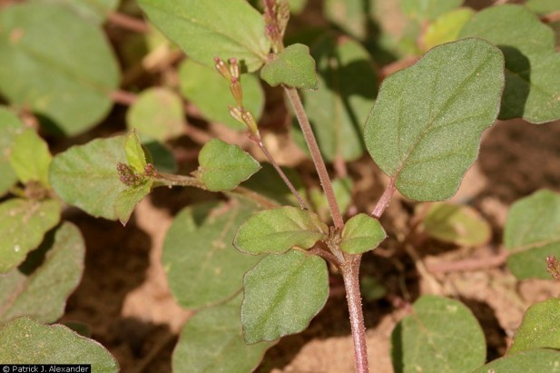 Boerhavia coulteri var. palmeri image