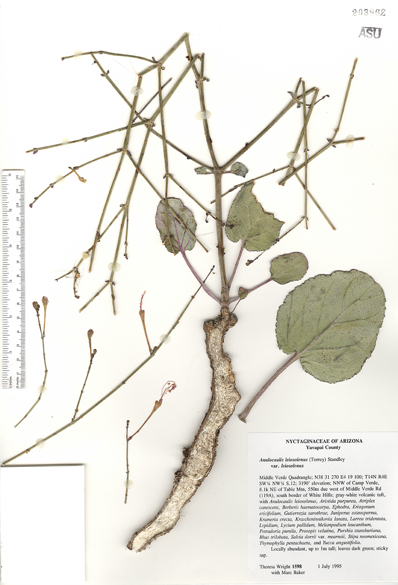 Anulocaulis leiosolenus var. leiosolenus image