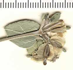 Acleisanthes nevadensis image