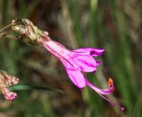 Mirabilis linearis var. linearis image