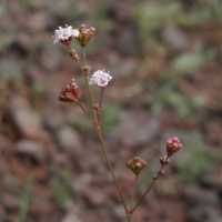 Image of Boerhavia intermedia