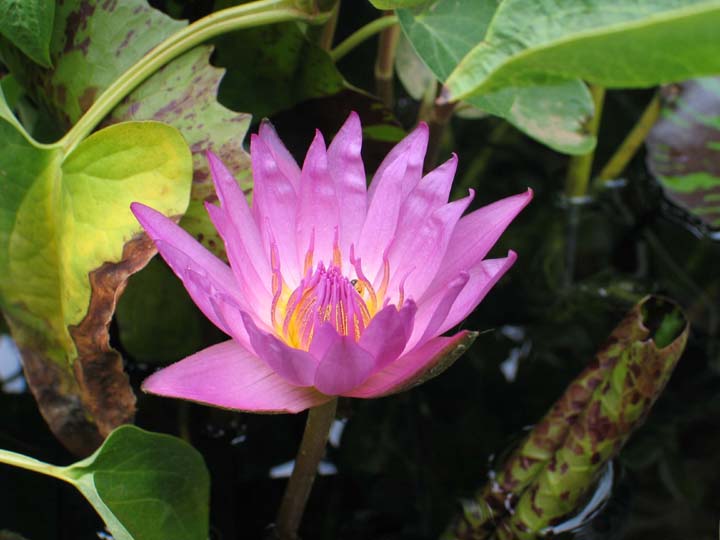 Nymphaea image