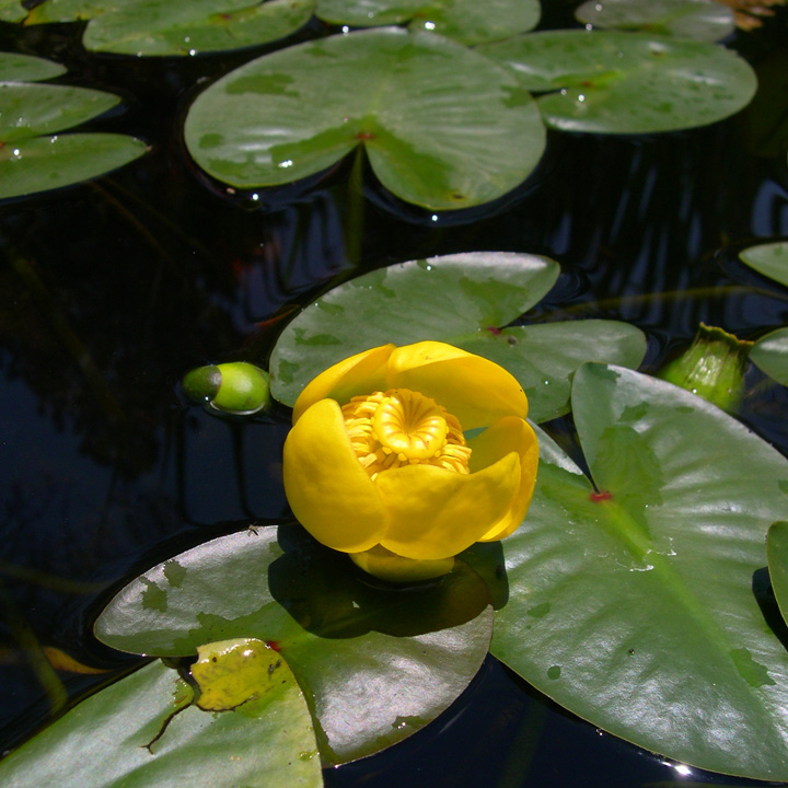 Nuphar polysepala image