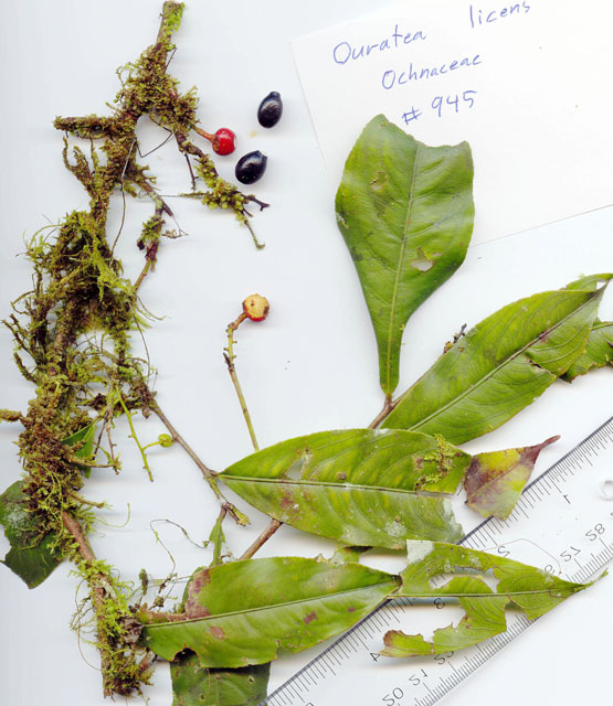 Ochnaceae image