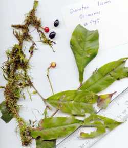 Media resource of Ouratea lucens