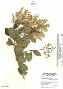 Image of Ligustrum japonicum