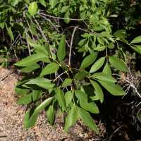 Fraxinus velutina image