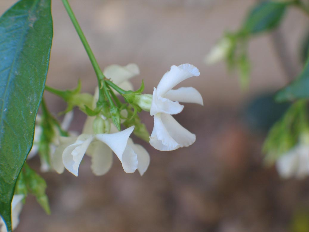 Jasminum image