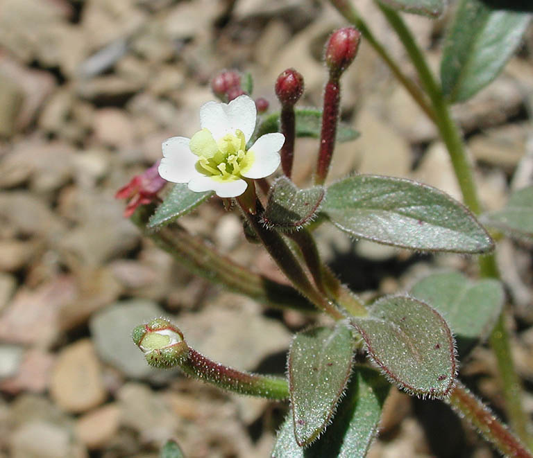 Chylismiella pterosperma image