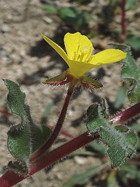 Image of Camissonia confusa