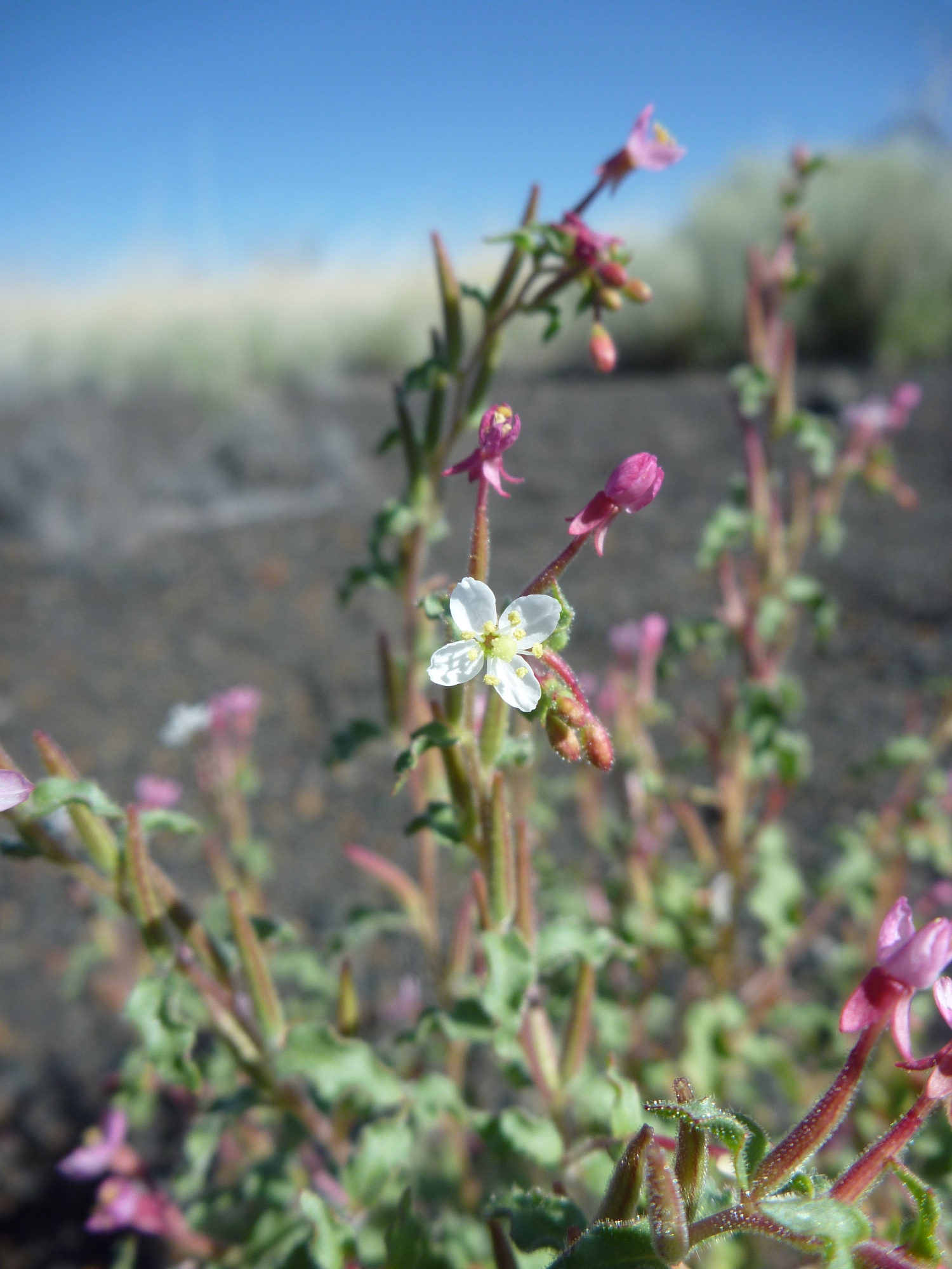 Eremothera gouldii image