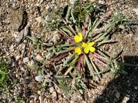 Image of Camissonia pallida