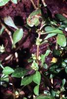 Ludwigia palustris image