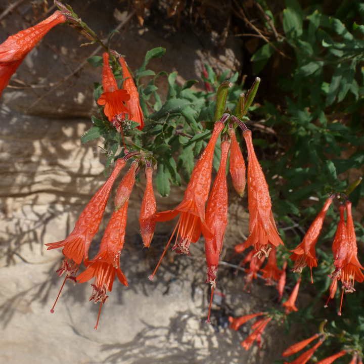 Epilobium canum image