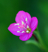 Image of Oenothera rosea