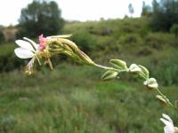 Gaura hexandra image