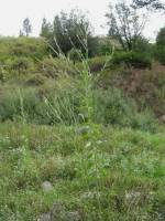 Oenothera curtiflora image