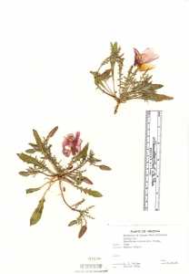 Oenothera albicaulis image