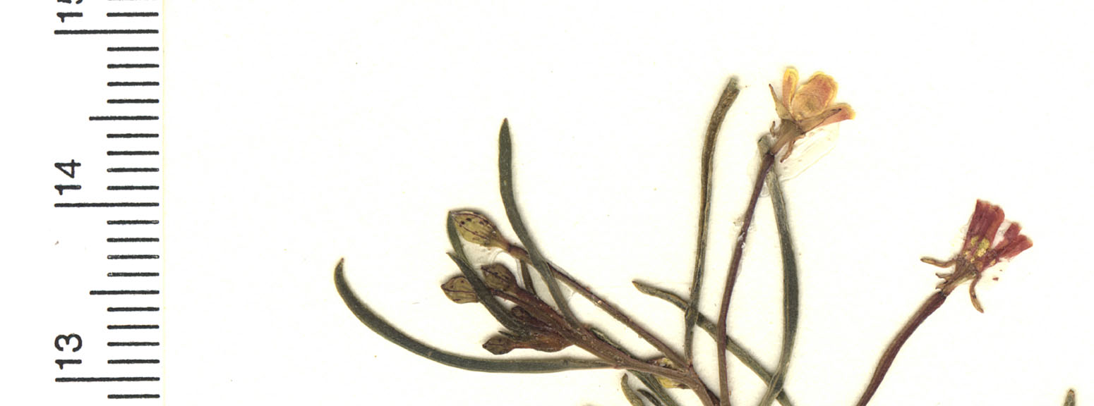 Camissonia parvula image