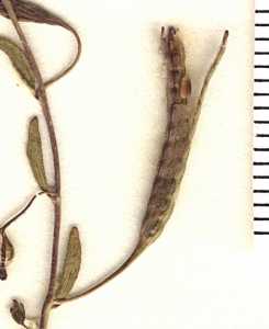 Chylismiella pterosperma image