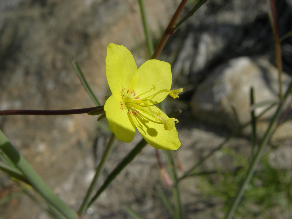 Eulobus californicus image