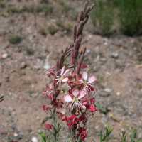 Image of Gaura coccinea