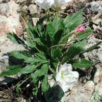 Oenothera cespitosa image