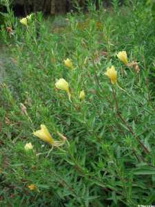 Oenothera elata image